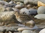 The commonest small wader found along the coast. It has a slightly down-curved bill and a distinctive black belly patch in breeding plumage. It feeds in flocks in winter, sometimes numbering thousands, roosting on nearby fields, saltmarshes and shore when the tide is high.